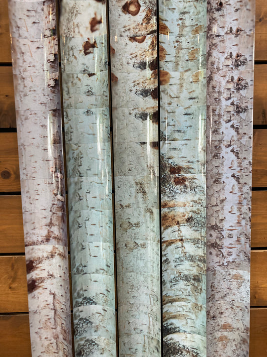 FIVE TREES: Massachusetts Birch