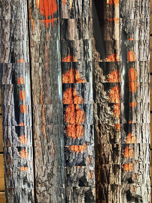 FIVE TREES: Parisian Chestnut