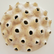 Diatoms 1