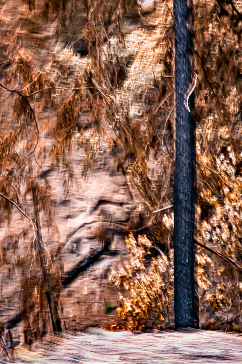 Burnt Forest 10
