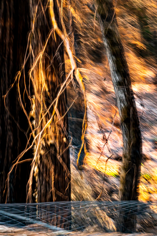 Burnt Forest 1