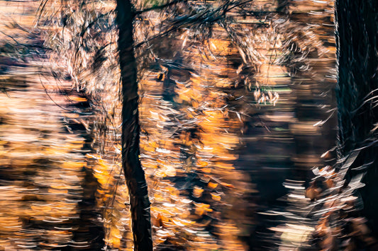 Burnt Forest 2