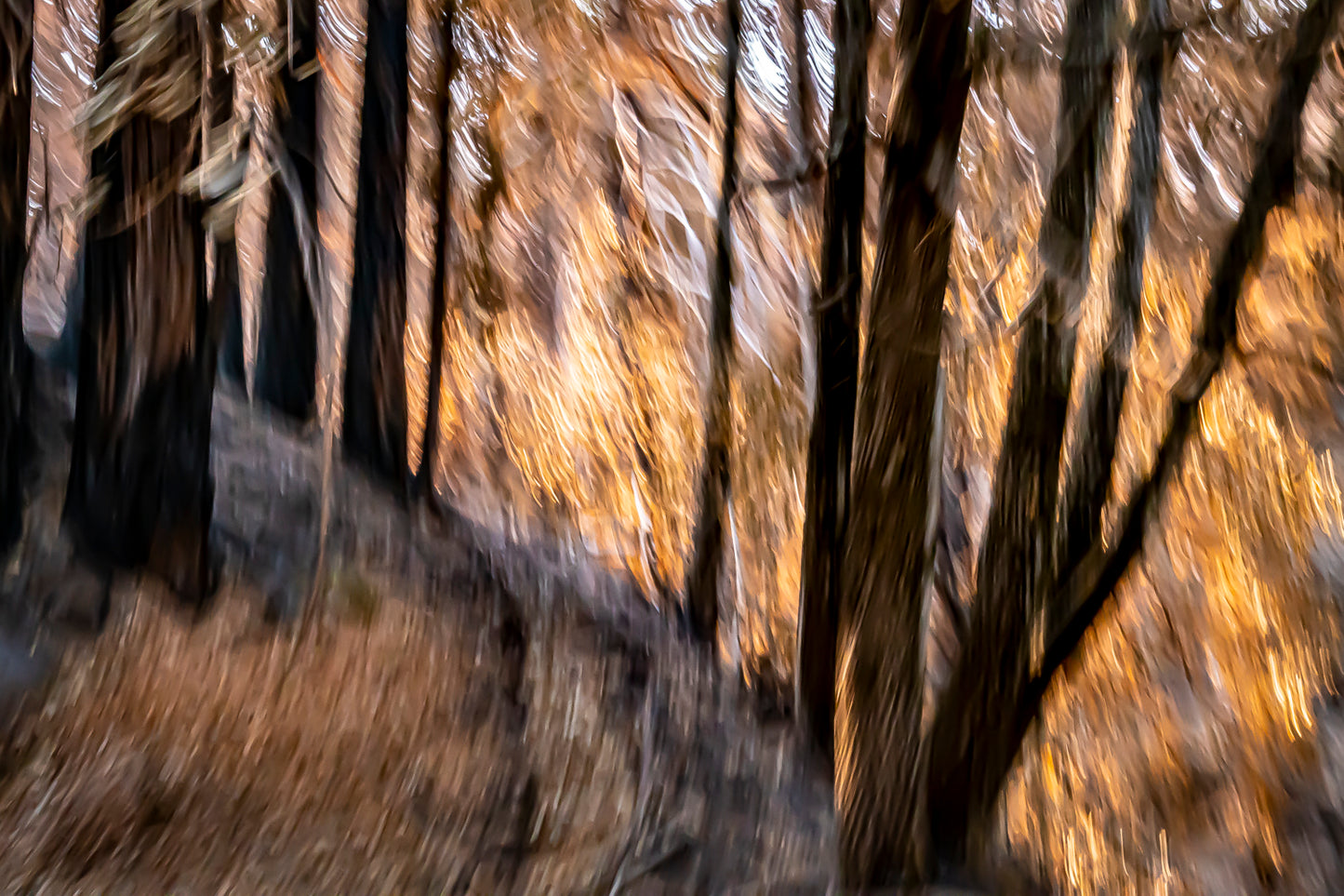 Burnt Forest 4