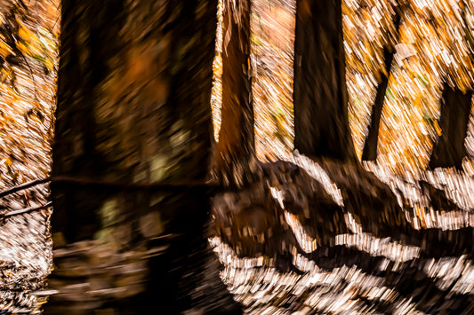 Burnt Forest 5