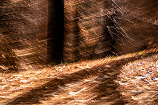 Burnt Forest 7