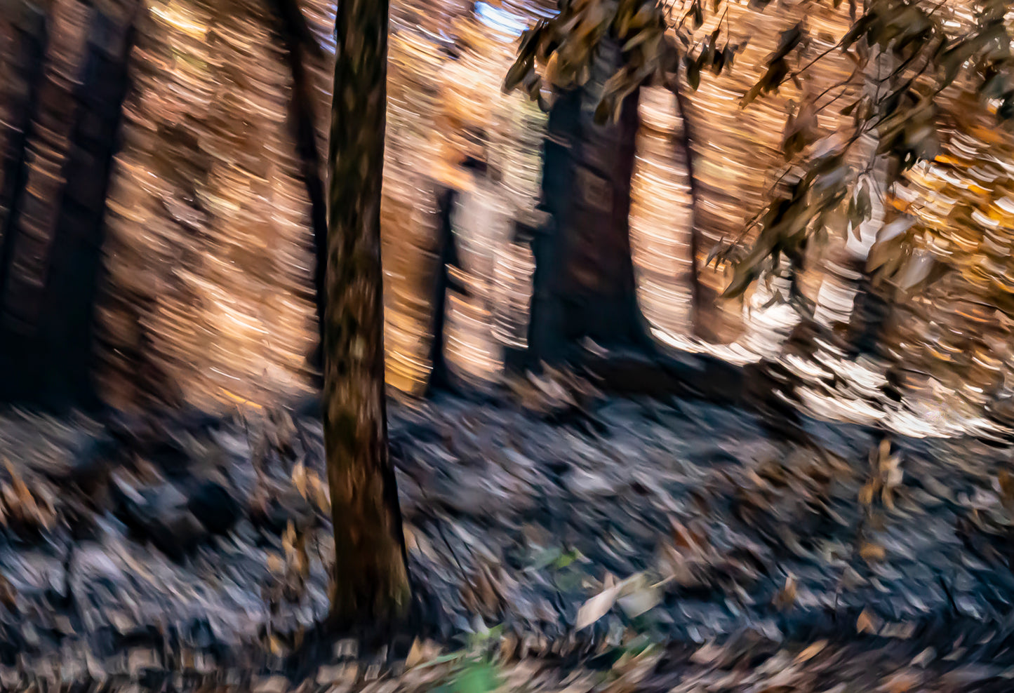 Burnt Forest 8