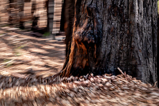 Burnt Forest 9