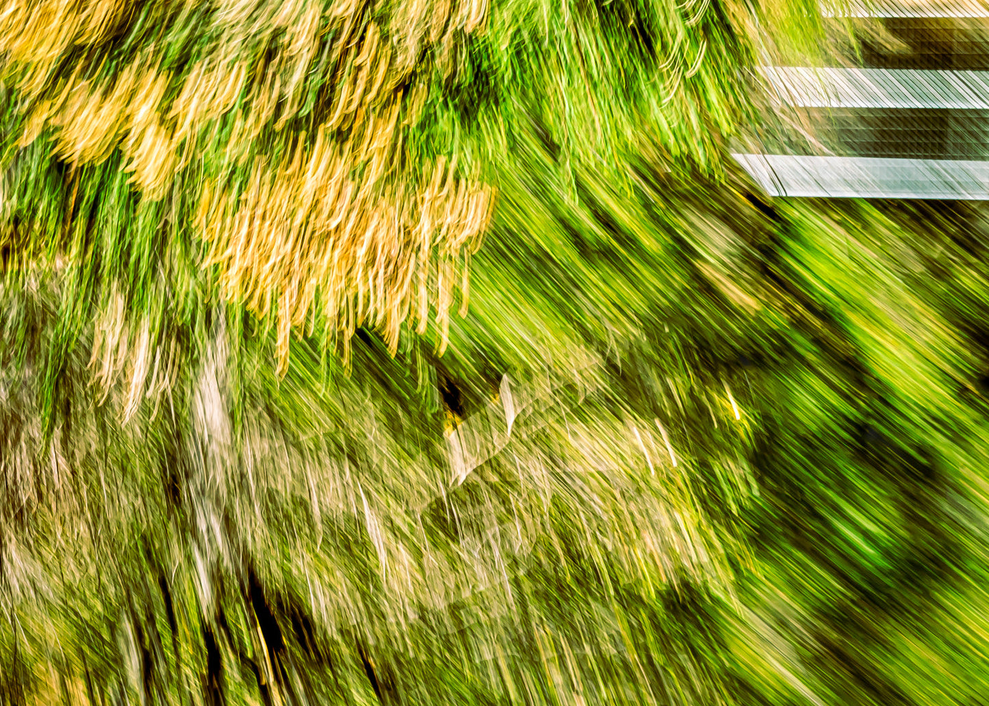 Green Forest 3