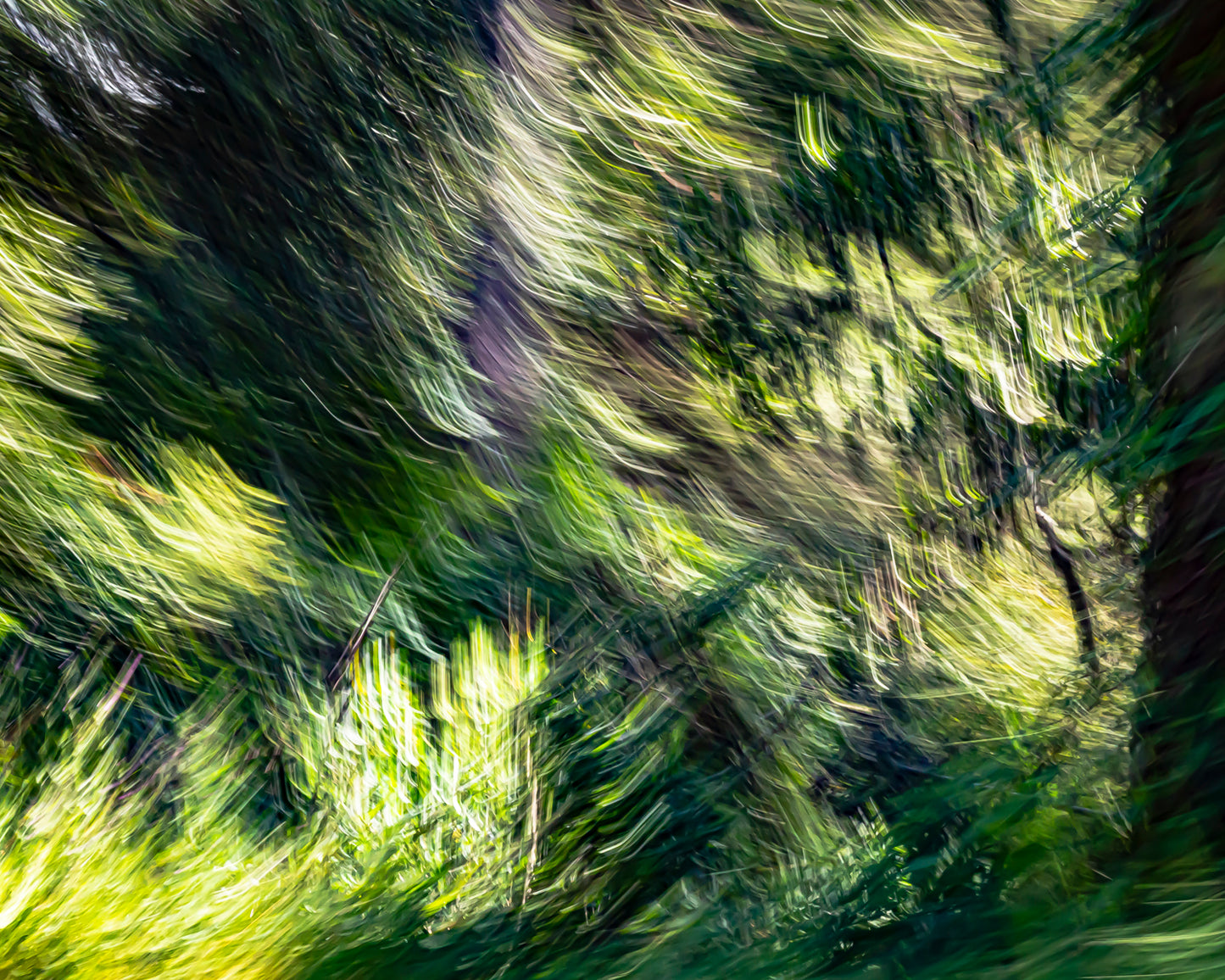 Green Forest 6