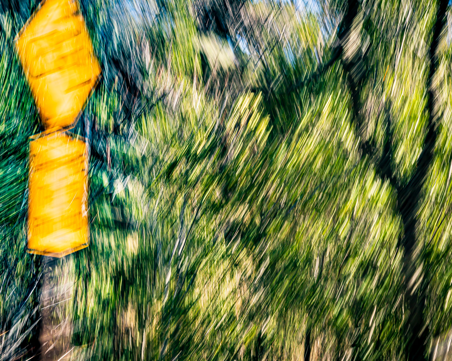 Green Forest 7