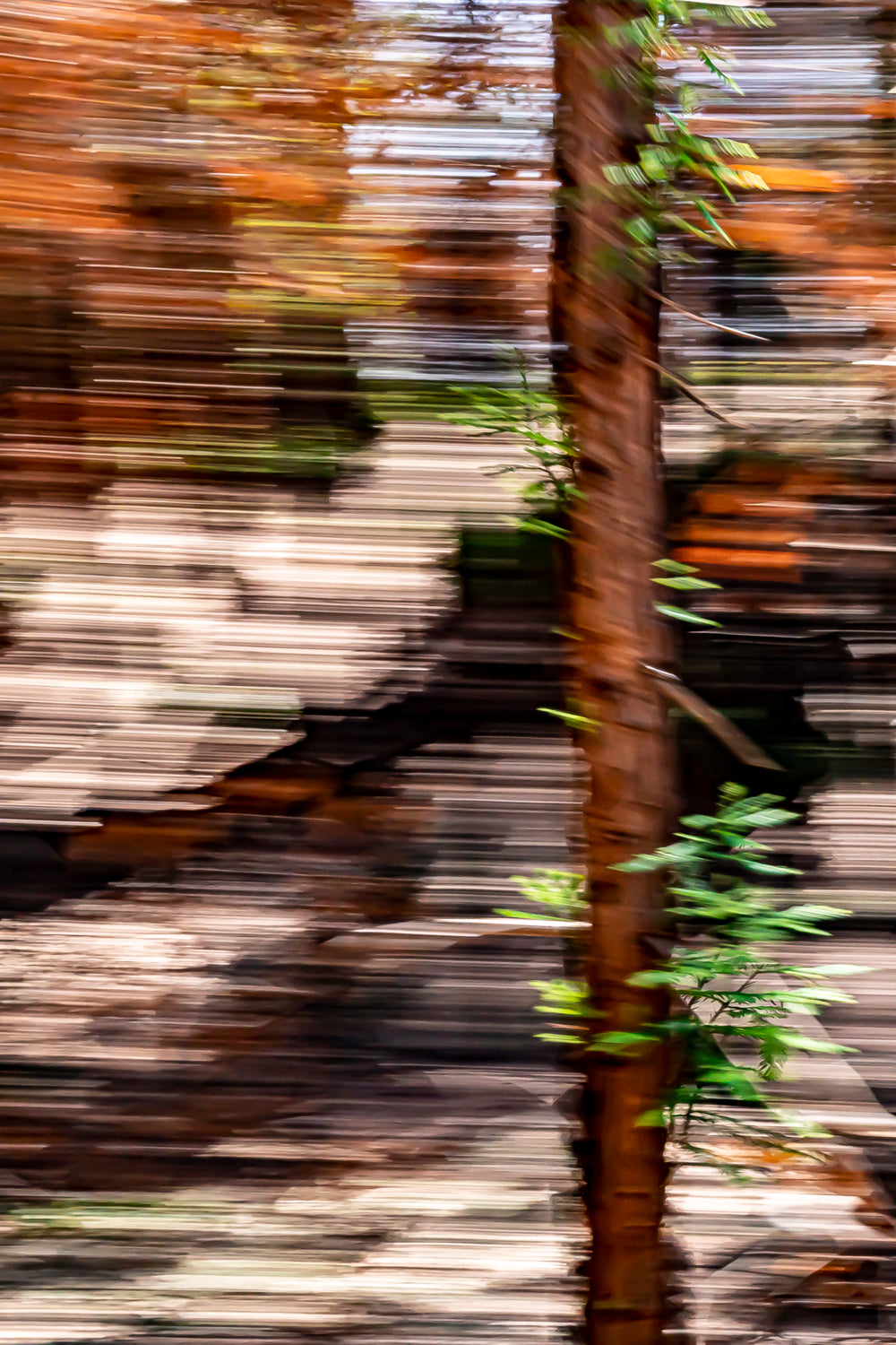 Regrowth 3