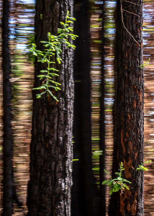 Regrowth 5 Metal Print