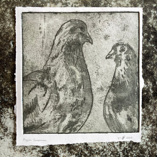 Pigeon Companions