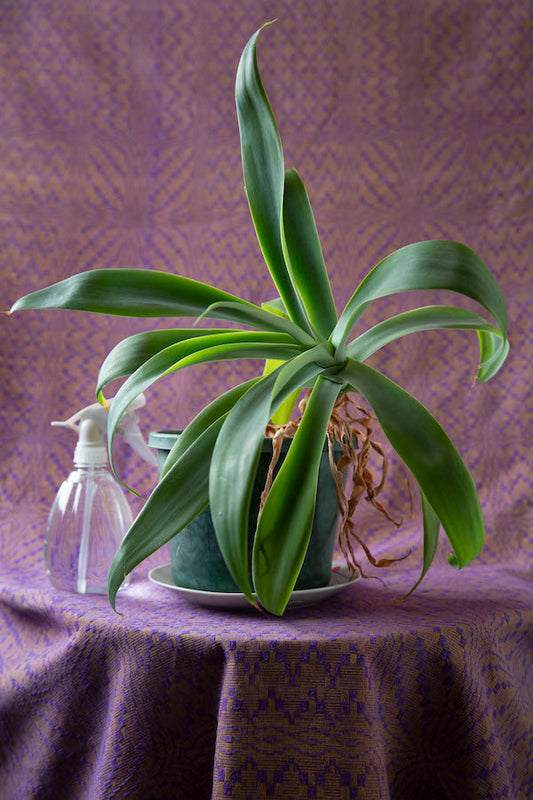 The Still Life: A Quarantine Diary Day 8