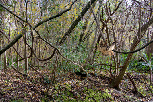 The Complicated Forest/from the series The Way In