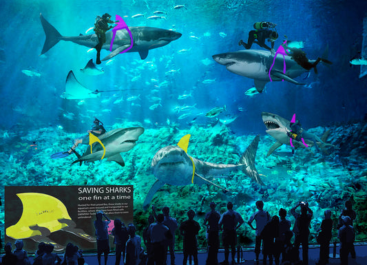 Rehabilitation Center for De-Finned Sharks