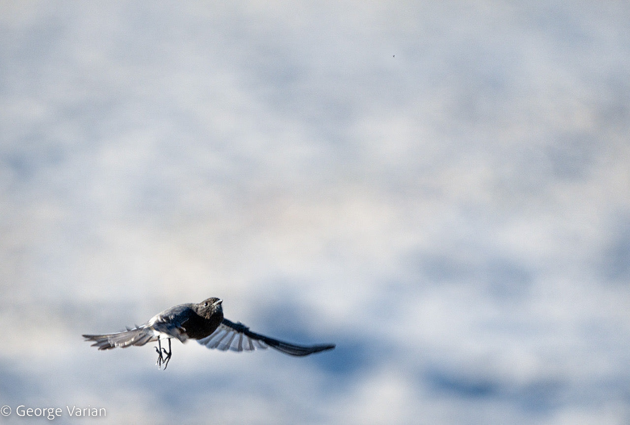 Black Phoebe Sees and Eats a Gnat