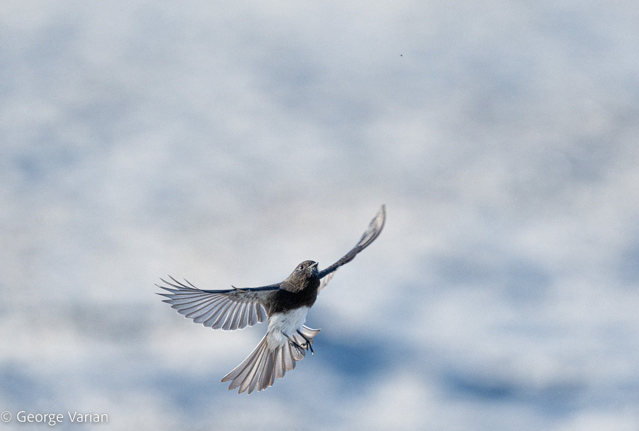 Black Phoebe Sees and Eats a Gnat