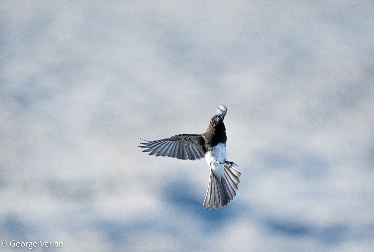 Black Phoebe Sees and Eats a Gnat