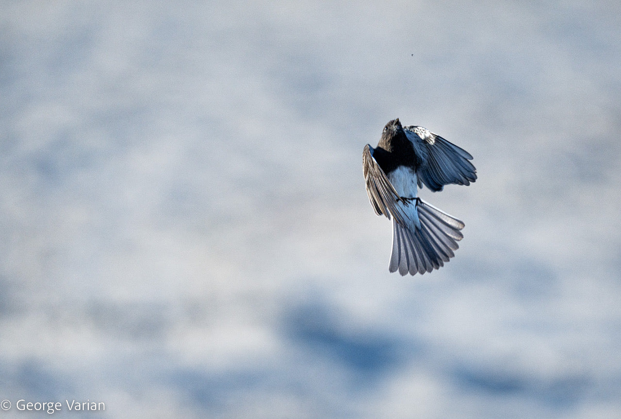 Black Phoebe Sees and Eats a Gnat