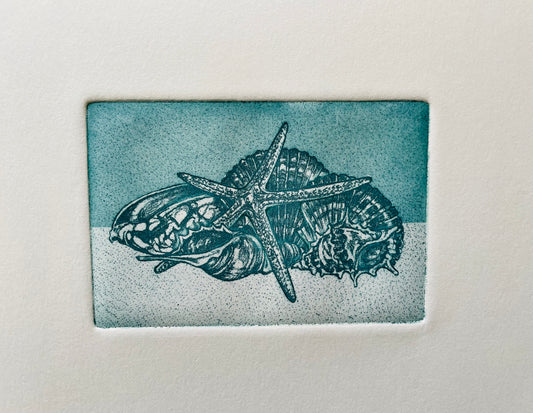 Coquillage #3