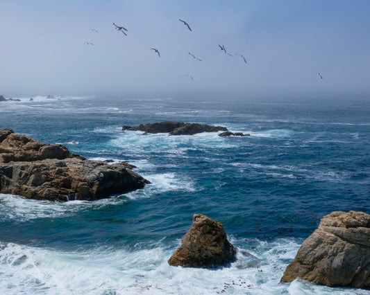 Birds in Big Sur